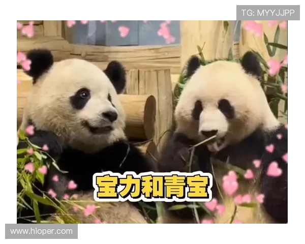 ✅体育直播🏆世界杯直播🏀NBA直播⚽- 大熊猫“宝力”“青宝”抵达美国华盛顿动物园- sports